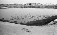 A drainage canal near the Mikve Israel agricultural school south of Tel Aviv caused a mosquito plaque in the near by populated area.
