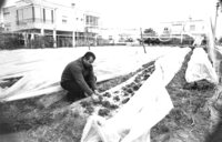 The Israeli strawberries are well known in Europe for their taste and size.