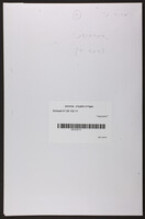"התחבושת".