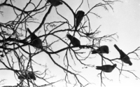 Tel Aviv pigeons resting.