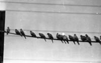 Tel Aviv pigeons resting.