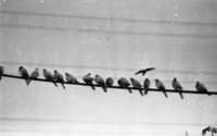 Tel Aviv pigeons resting.