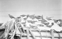 Tel Aviv pigeons resting.