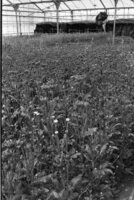Irrigation at Kfar Hayarok.