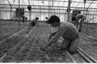 Irrigation at Kfar Hayarok.