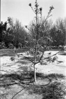 Irrigation at Kfar Hayarok.