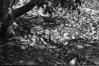 Irrigation at Kfar Hayarok.