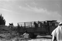 שוק בהמות ברעננה.