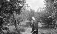 Druze farmers fumigating the olive trees at Tabcha.