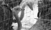 The Ostrich farm at the HaOn Kibbutz near the Kinneret Lake.