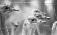 The Ostrich farm at the HaOn Kibbutz near the Kinneret Lake.