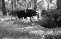The Ostrich farm at the HaOn Kibbutz near the Kinneret Lake.