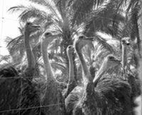 The Ostrich farm at the HaOn Kibbutz near the Kinneret Lake.