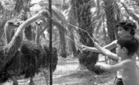 The Ostrich farm at the HaOn Kibbutz near the Kinneret Lake.