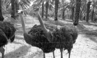 The Ostrich farm at the HaOn Kibbutz near the Kinneret Lake.