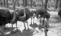 The Ostrich farm at the HaOn Kibbutz near the Kinneret Lake.