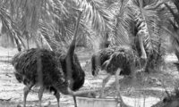 The Ostrich farm at the HaOn Kibbutz near the Kinneret Lake.