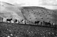 נטיעת יער בלפור.