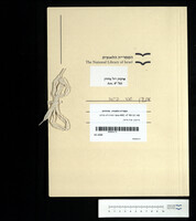 מיינקין, שרה פייגה.