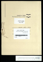 פרלה, קלמן אביגדור.