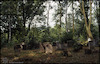 Photograph of: Jewish cemetery in Włodawa.