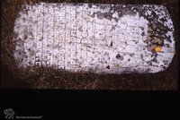 Photograph of: Tomb of Hanna daughter of Rabbi Yehosha son of Rabbi Aaron, Jewish Cemetery in Karnobat.