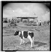 התיישבות ביהודייה ע"י רסקו, 1949.