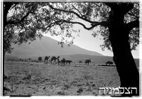 צלאחה - יראון שיירת גמלים (ערבים).