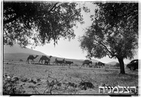 צלאחה - יראון שיירת גמלים (ערבים).