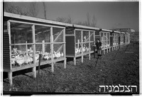 בן-עמי (רפורטג'ה).