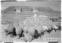יסעור YASUR.