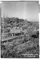 בן-עמי (רפורטג'ה).