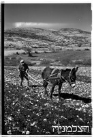 חוסן (סוחמטה).