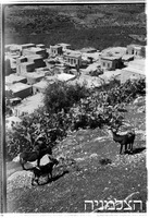 פקיעין.