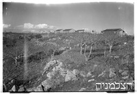 שחר.