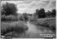 אפוטרופוס, ביצות הירקון.