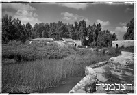 אפוטרופוס, ביצות הירקון.