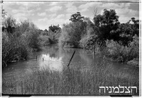אפוטרופוס, ביצות הירקון.