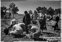 נווה אילן, קק"ל, 3/1951 (ליד אבו גוש), נטיעת יער.