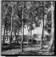 שער חפר, 2/1952.