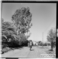 נירה, 2/1952.