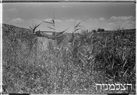 חולה ירדן, עבודות הכנה, 7/1951.