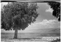 חולה ירדן, עבודות הכנה, 6/1951.