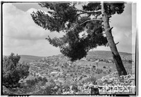 נווה אילן, 5/1952.