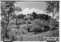 אבו גוש.
