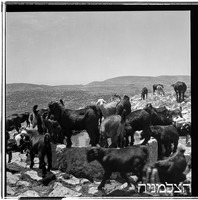 עיזים שותים על הר עצמון, קבר רבי הלל.