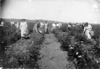 רוזה בבנימינה-שוני 1923
