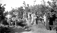 קטיף פרי הדר.