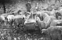 עדר הצאן בקואופרציה מרחביה 1913, (צילום בן-דב)
