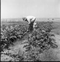קיבוץ כיסופים 1952-6